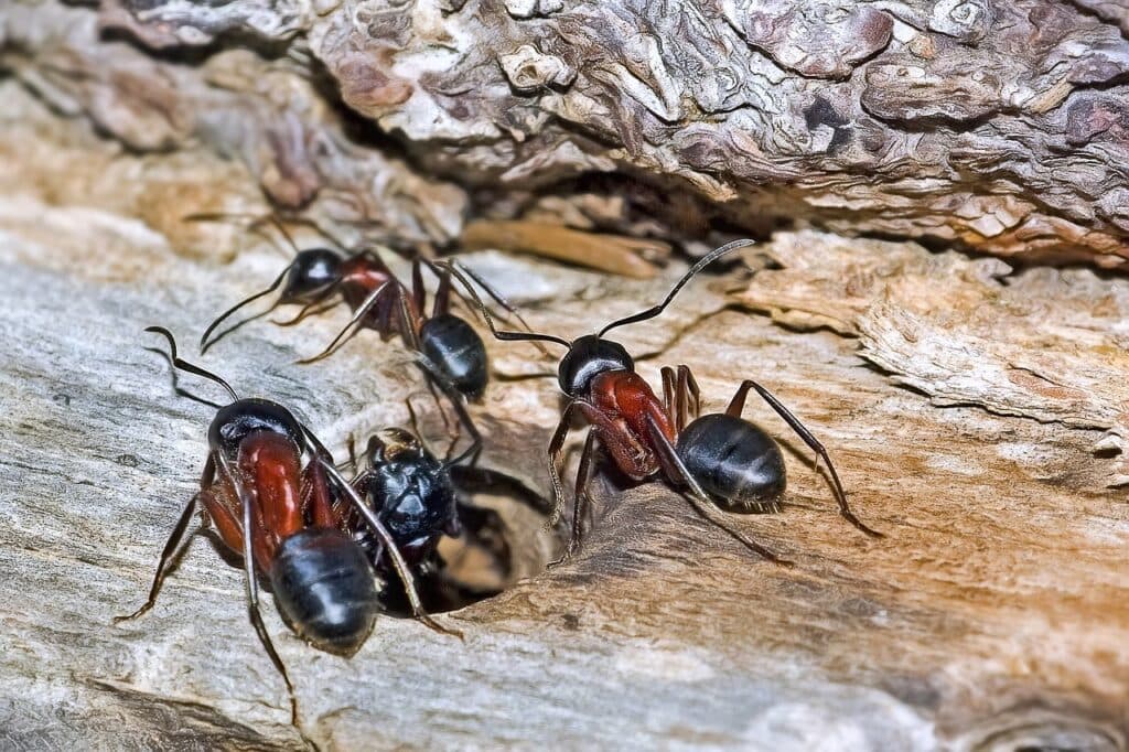 Ants moving toward a warm indoor space as fall temperatures drop