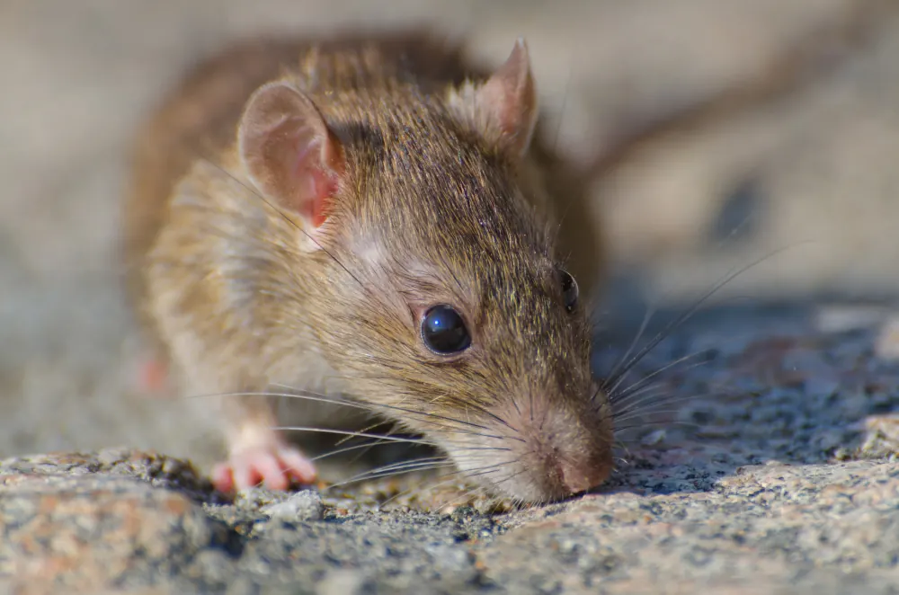 Rat near a foundation gap, a common cold-weather rodent entry point