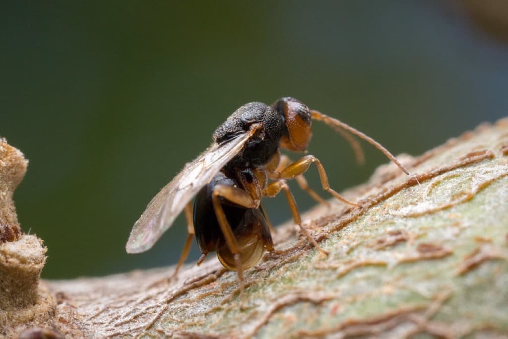 Gall wasp resting on a plant stem