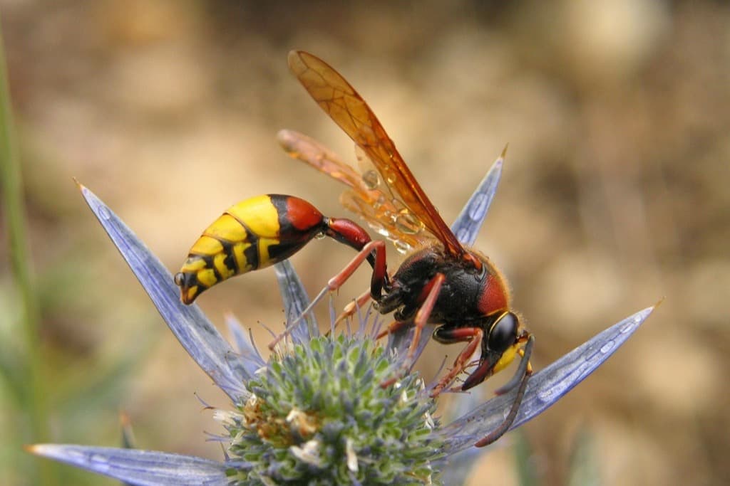 Hornet perched on a flower head