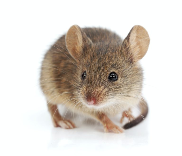Rodent-Pest-Extermination-Services-Reno-NV | Most Common Pests In Nevada | Peak Pest Control, NV