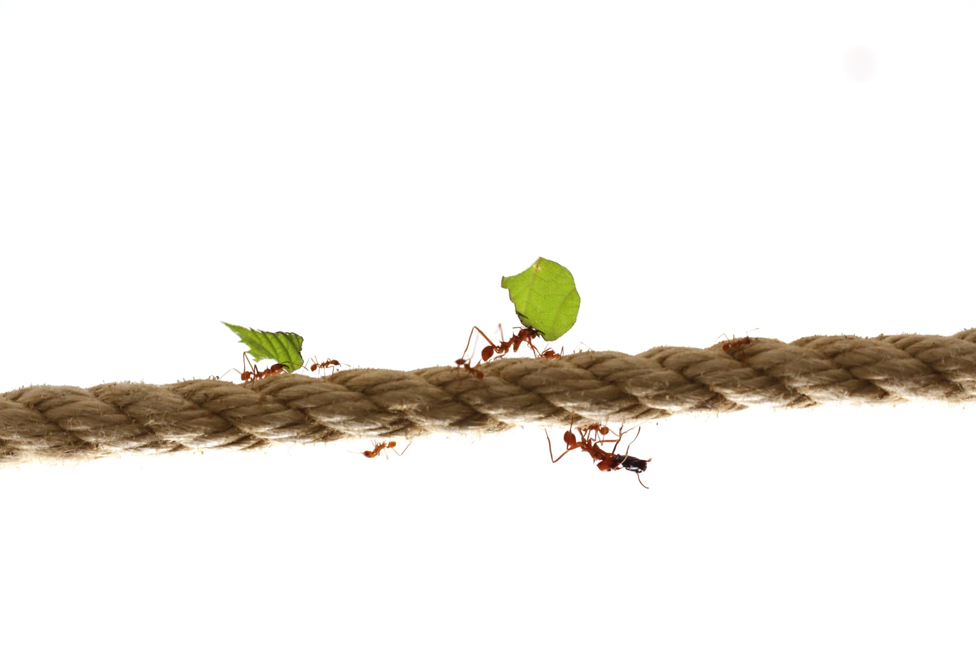 Leaf Cutter ants on a rope