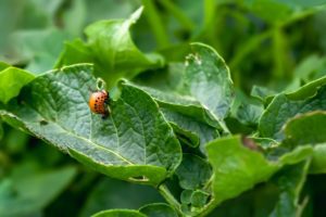 Importance of Pest Control in Summer | Pest Control Services Reno