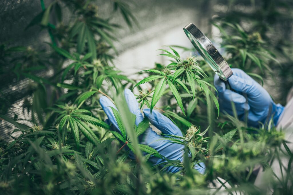 importance of early weed control | Peak Pest Reno