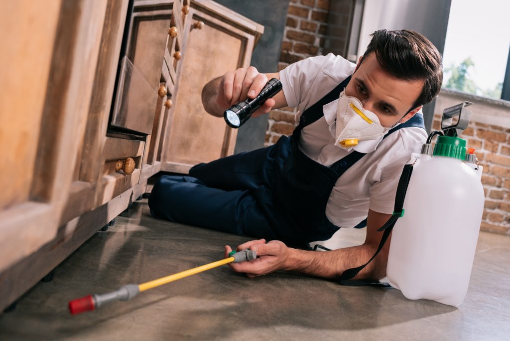 Pest Control worker spraying pesticides in kitchen