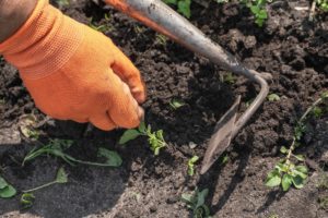 Benefits of Professional Weed Control Services | Peak Pest Reno