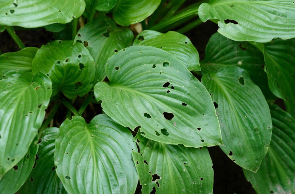 5 Reasons to Use a Pest Control Service