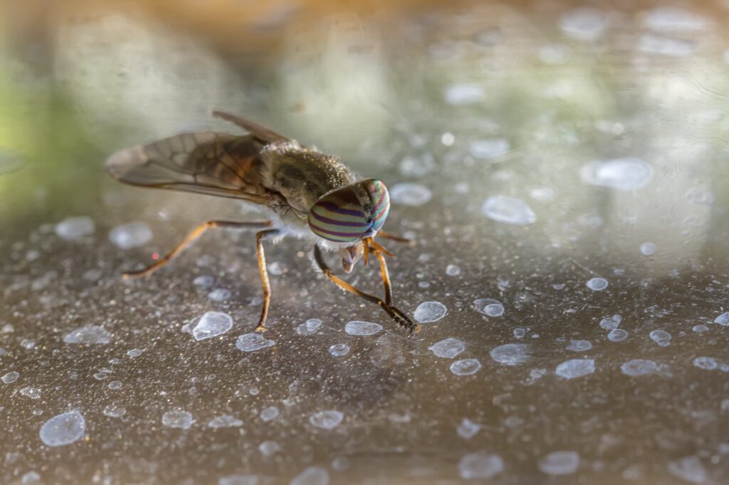 Horse-Fly | Is Pest Control Safe | Peak Pest Control, Reno