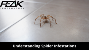 Understanding Spider Infestations