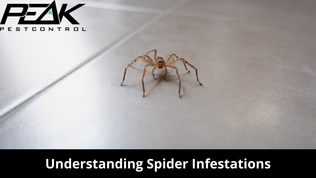 Understanding Spider Infestations