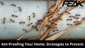 Ant-Proofing Your Home Strategies to Prevent Future Infestations
