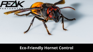Eco-Friendly Hornet Control