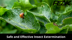 Safe and Effective Insect Extermination