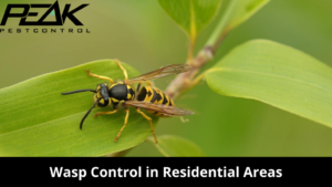 Wasp Control in Residential Areas