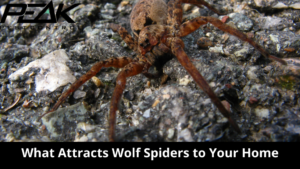 What Attracts Wolf Spiders to Your Home