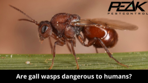 Are gall wasps dangerous to humans