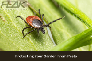 Protecting Your Garden From Pests