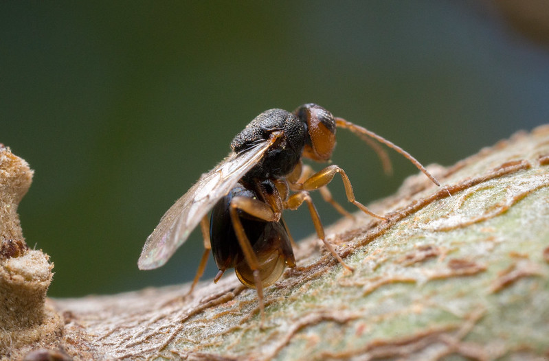 Understanding Gall Wasps