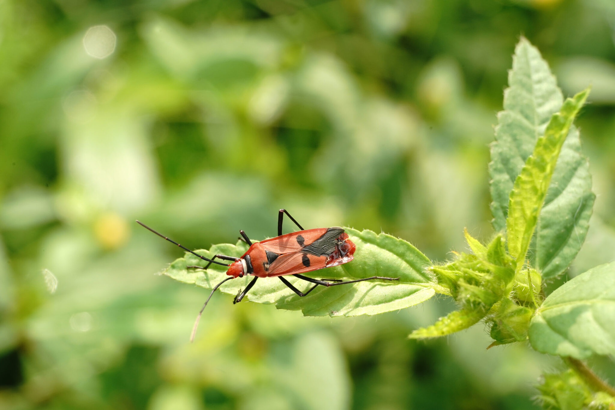 What Insects Are Actually Beneficial to Your Garden? | Peak Pest ...