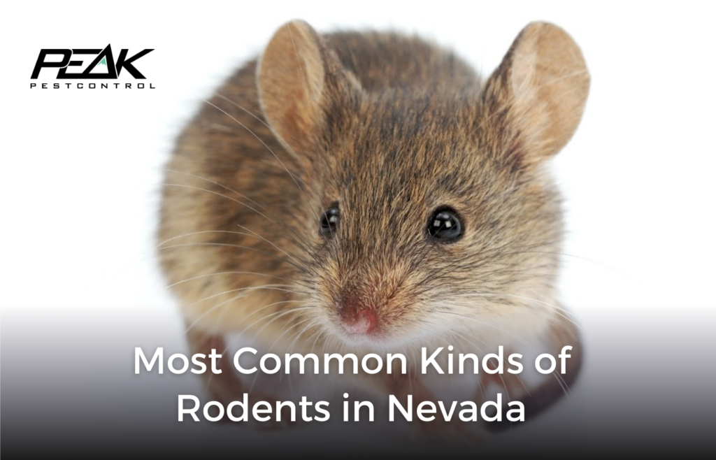 Most Common Kinds Of Rodents In Nevada Peak Pest Control Reno 0684